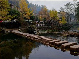 2018秋游古鎮(zhèn)銀杏