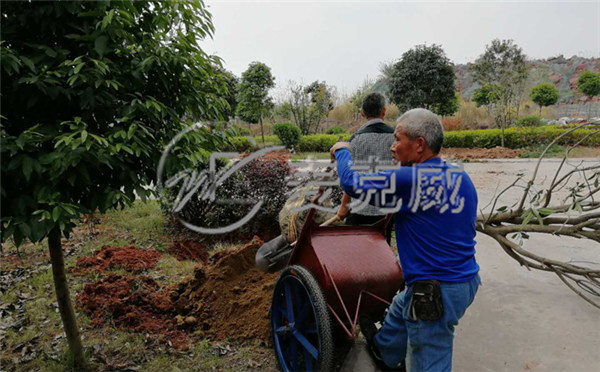 麥克威天窗春季植樹節活動1 麥克威天窗春季植樹節活動1