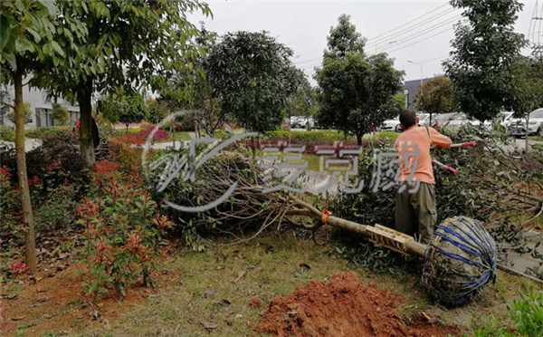 麥克威天窗春季植樹節活動2 麥克威天窗春季植樹節活動2