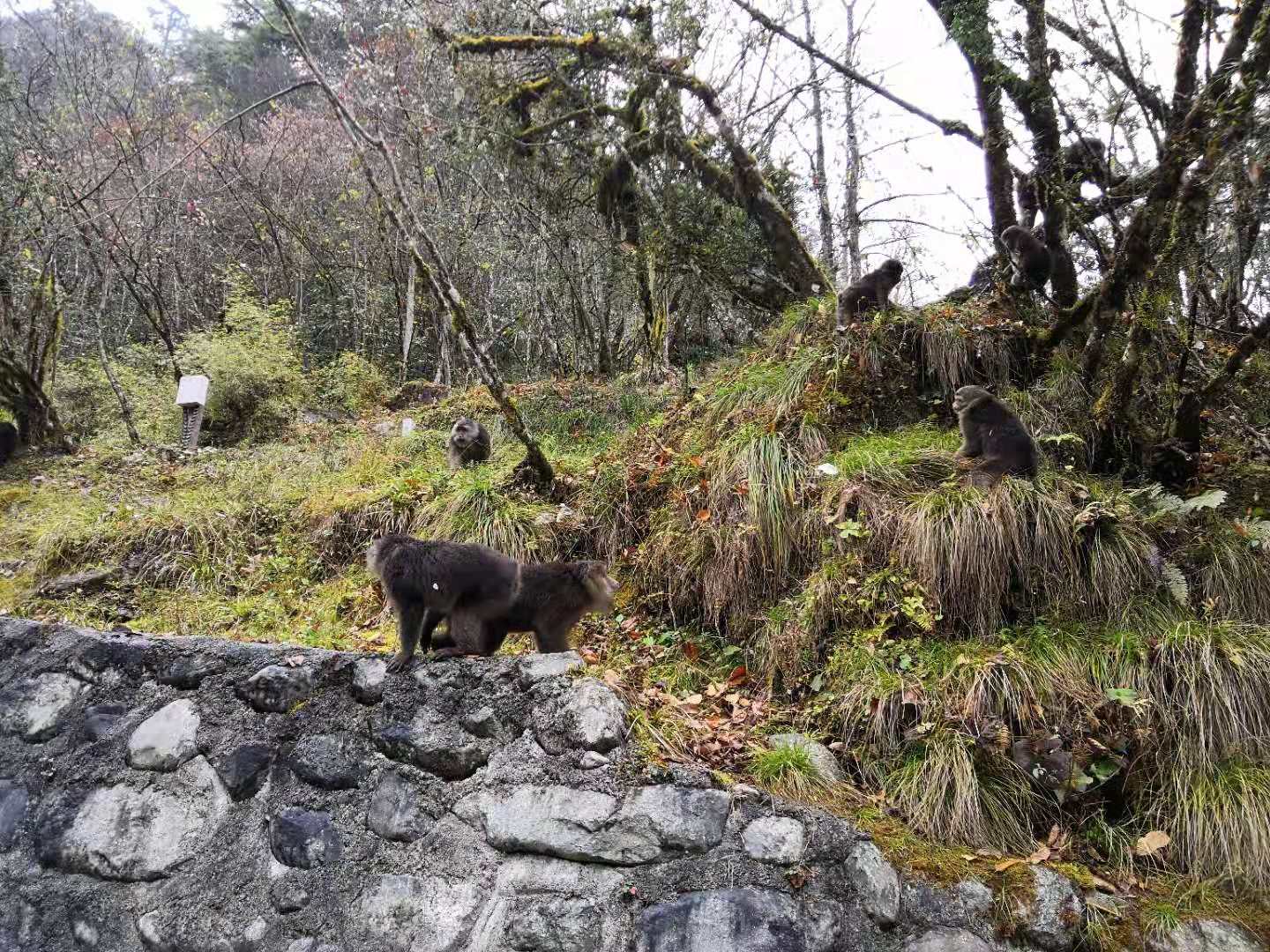2018四川麥克威秋游活動喇叭河之旅 2018四川麥克威秋游活動喇叭河之旅